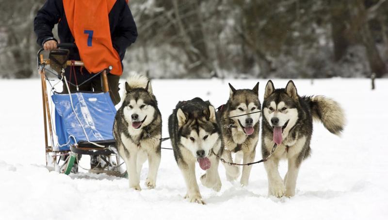 The power of the pack: What business leaders can learn from an Iditarod champion